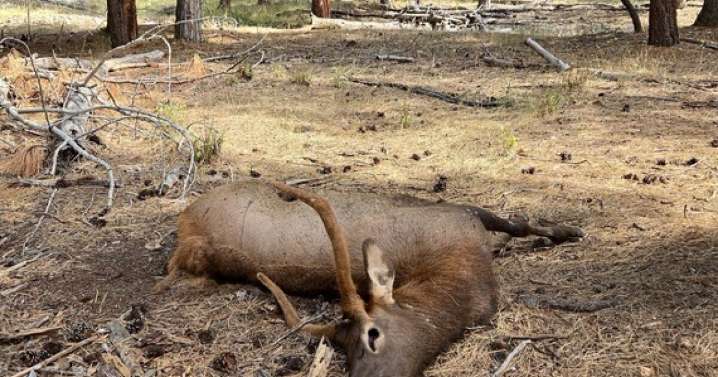 Info sought after two elk found shot south of Hamilton