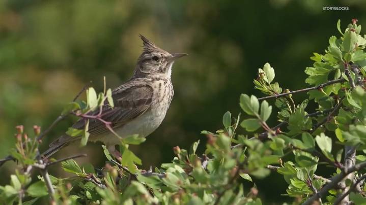 Groundbreaking new SIU research finds birds are staying awake longer in light