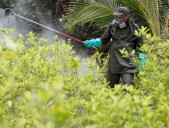“Por ahora Colombia tendrá que mantener su prohibición total del glifosato”: Minjusticia, Eduardo Montealegre