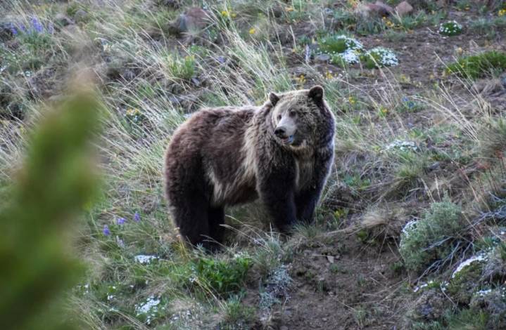 Judge strikes down livestock grazing plan in Montana griz habitat