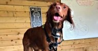 'We went on dream honeymoon - then our dog was killed at boarding home'