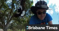 How to protect yourself in Brisbane’s magpie swooping season