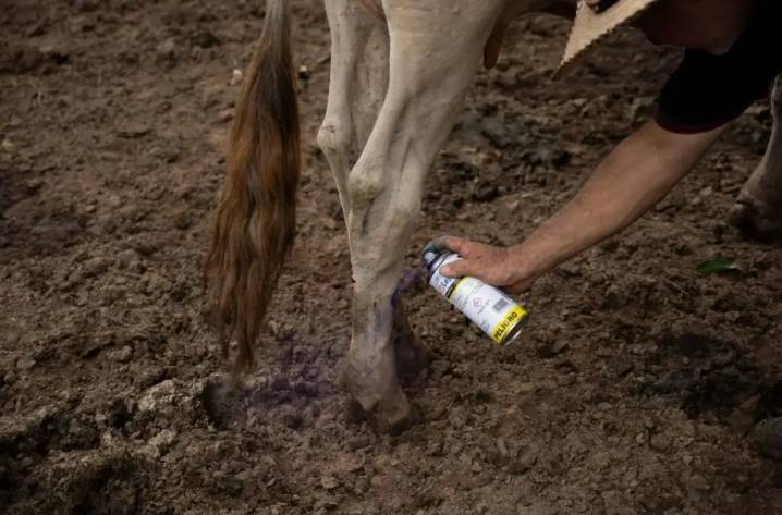 Ganaderos de Ixtac, en incertidumbre por la posible presencia de gusano barrenador