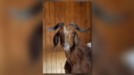 Little Rock Zoo shares passing of its beloved goat, Bravo