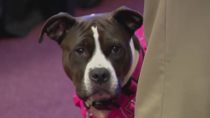 Local man sentenced for throwing his dog in stairwell in 'very disturbing' video