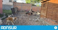 18:06 Allanamiento en Sarmiento por maltrato animal: secuestraron un perro con signos de violencia