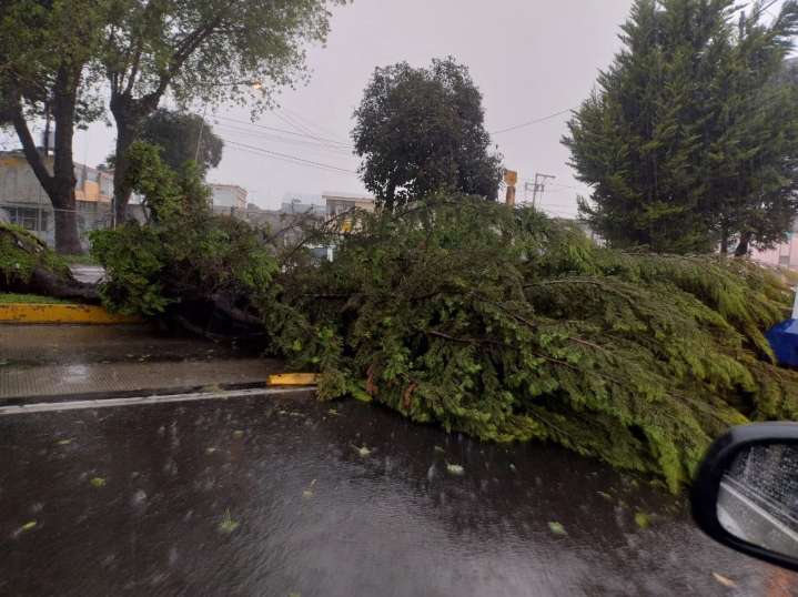 Caen tres árboles en diversas zonas de la ciudad de Puebla tras la lluvia de este sábado