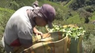 EE.UU. revoca la certificación antidrogas de Colombia por incumplimientos y récord de coca
