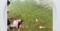 Harmful algae bloom spotted in Boulder Reservoir, city asks residents to stay out of the water
