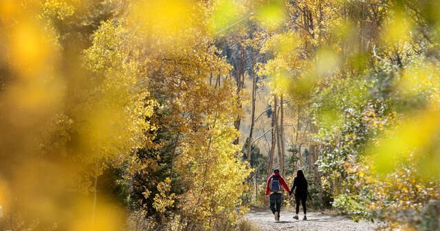 Why do leaves change color each fall? Here's the science behind the process and where to see fall foliage in New Mexico