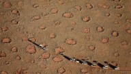 Círculos de hada: el fenómeno más extraño y misterioso que pocos conocen