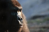 Pictures: Gino –patriarch gorilla at Disney’s Animal Kingdom