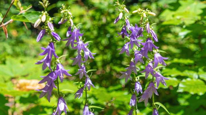 Don't Confuse This Non-Invasive Flower For Creeping Bellflower