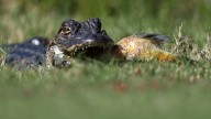 Alligators in Mississippi