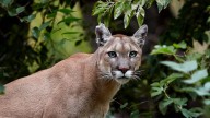 Alerta por un puma suelto en Pilar: las cámaras de seguridad lo encontraron caminando por el perímetro de un country