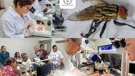 Colabora la UAT en medidas preventivas contra el gusano barrenador