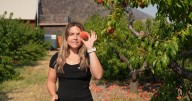 Forbidden Fruit Orchard producing peaches in Paradise