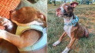 Ohio Couple Brings Home Blind Dog, Never Expecting The Stunning Ability He Reveals