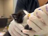 Kittens by the dozen: Over 60 tiny souls in need of foster homes