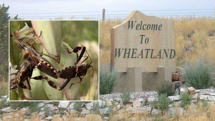 Deadly Kissing Bug Spotted In Wheatland: What To Know About Chagas Disease