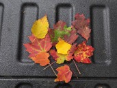 Peak foliage is almost here in Maine — now’s the time to start pressing leaves
