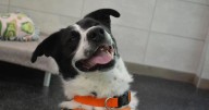 Be a responsible pet parent with these 7 tips