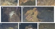 Scientists find marine life thriving on World War II explosives in the Baltic Sea