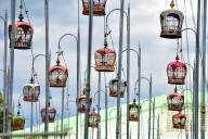 La  historia detrás de la foto. Baladas de pájaros cantores