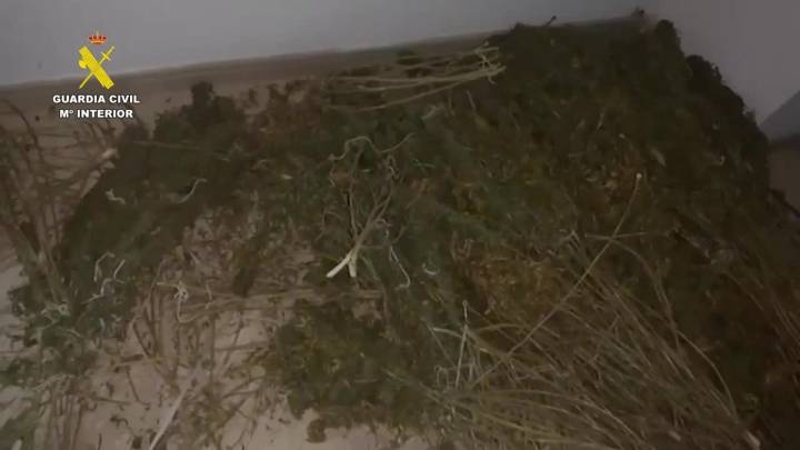 Guardia Civil detiene a dos individuos con más de un centenar de plantas de marihuana