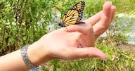 Local library marks third year of raising, releasing butterflies