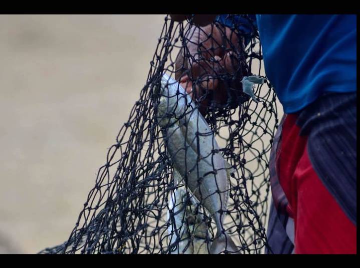 Establecen nuevas vedas de pesca en México: estas son las especies protegidas