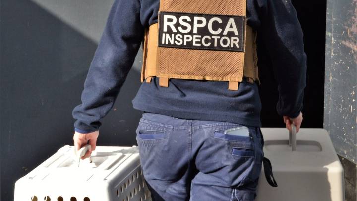 Whistleblower's shock RSPCA claim animal cruelty reports ignored by inspectors who are sitting at home ‘watching Netflix’