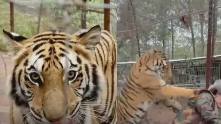 Tigre Ataca a Veterinaria en Mazamitla Jalisco; Esto Sabemos