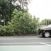 UN General Assembly security includes cutting down this fast