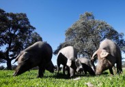 China golpea al cerdo español con aranceles del 20% para ElPozo, Campofrío y otras empresas cárnicas europeas