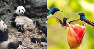 “A Conspiracy”:49 Of The Funniest Names For Groups Of Animals That Are Totally Real