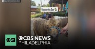 Elmwood Park Zoo welcomes 2 miniature Highland cows