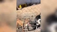 Indignación en redes por un vídeo que denuncia supuesto abandono en la perrera municipal