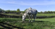 Kentucky invests $250,000 annually in Thoroughbred aftercare programs to support retired racehorses