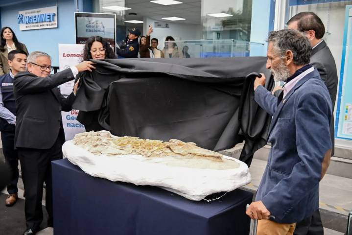Ingemmet presentó fósil de delfín de más de 10 millones de años de antigüedad