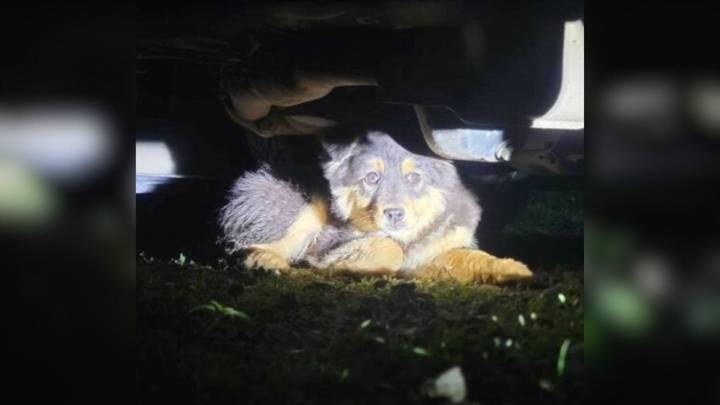 Washington Woman Expected A Quiet Night But A Terrifying Cry Lead To A Breathless Chase And Rescue