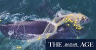 Calls for shark net ban after five whales caught in a single week