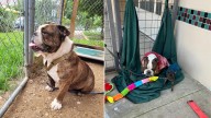 Texas Rescue Team Finds Unexpected Surprise In Abandoned Dog’s Microchip