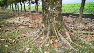 The Simplest Hack For Landscaping Around Exposed Tree Roots