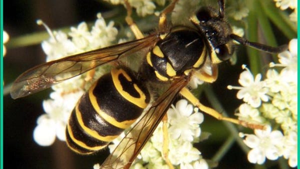 Yellow jackets may be in your yard or your walls. How to remove them safely