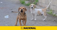 Diego Fernández, ingeniero químico: "Cansado de que perros orinen delante de tu casa, existe una solución"