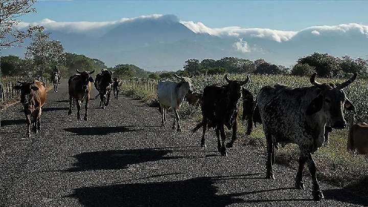 Puebla activa cerco zoosanitario ante posible brote de gusano barrenador del ganado en la Sierra Negra