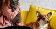 ¡Esteriliza a tu lomito o michi! Jornada gratuita llega a colonia de Morelia