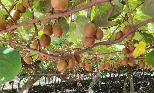 El oasis bonaerense de kiwis que se esconde muy cerca de la Capital