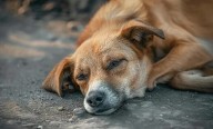Un borracho habría atropellado a un perro en Zona Norte, vecinos piden justicia